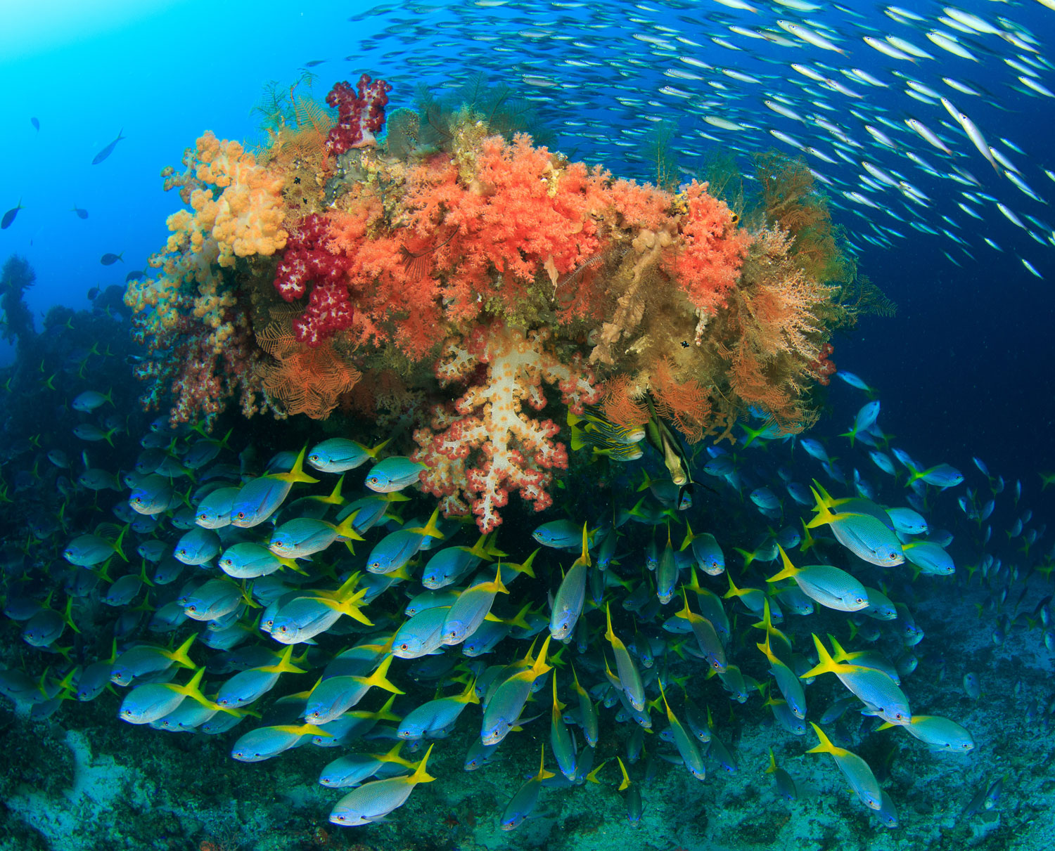 A school of small blue and yellow fish swim around brightly-coloured coral